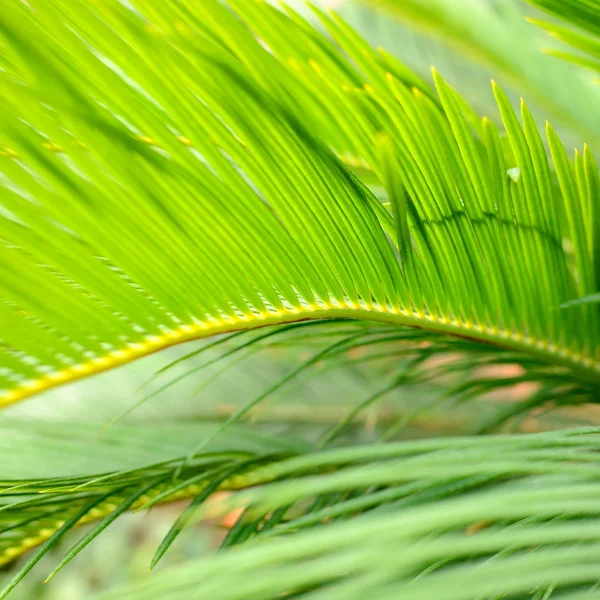 Feuilles de palmier gros plan — Photo
