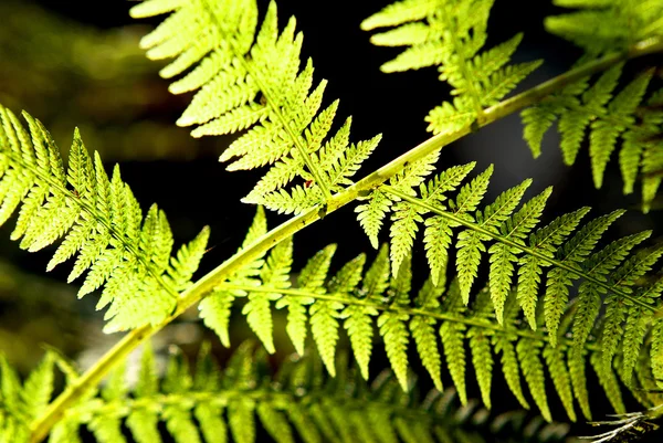 Farn aus nächster Nähe im Wald — Stockfoto