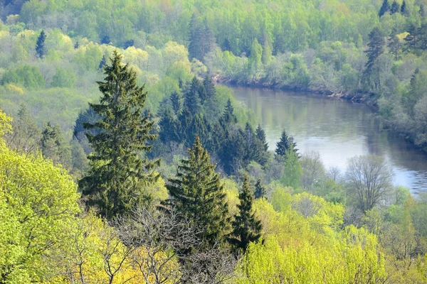 Vista real del valle del río Gauja en primavera en Sigulda, Letonia —  Fotos de Stock