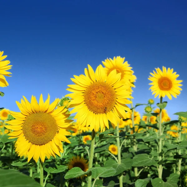 Zonnebloemen op het veld in de zomer — Stockfoto