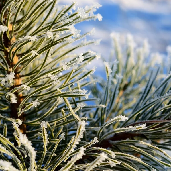 Çam ağacı hoar-frost ile kaplı — Stok fotoğraf