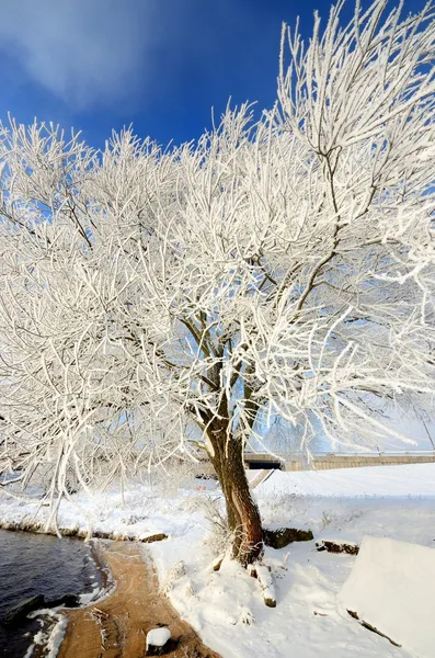 Hoar-vorst op bomen in de winter — Stockfoto