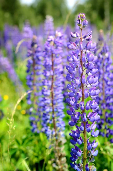 Primeros planos de las flores lupinas — Foto de Stock