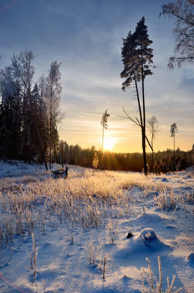 Queda de neve na floresta de inverno ao pôr do sol — Fotografia de Stock