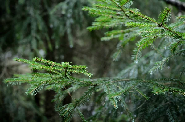 Pine tree close-up — Stock Photo, Image