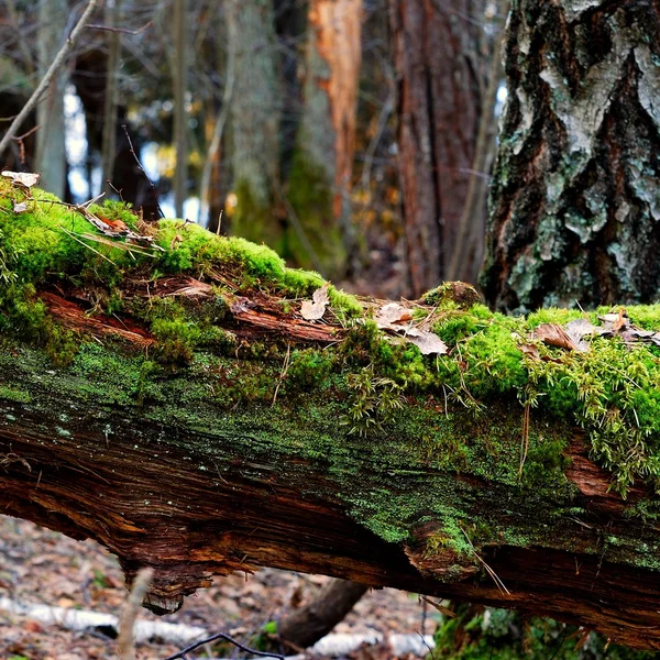 Um tronco de árvore na floresta — Fotografia de Stock