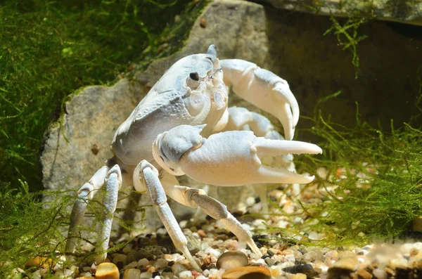 Folyami rák potamon sp. természeti környezetben — Stock Fotó