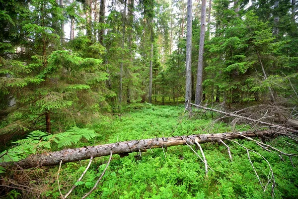 Bosque de pino oscuro escena — Foto de Stock