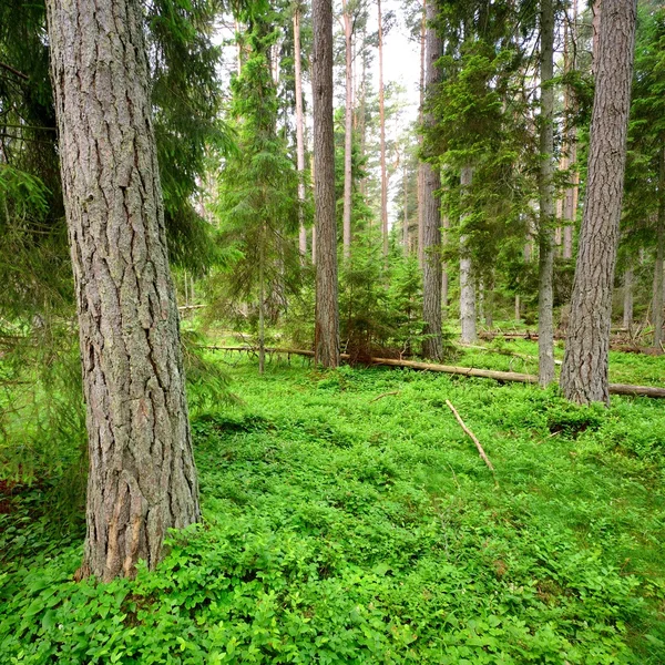 Dark pine forest scene — Stock Photo, Image