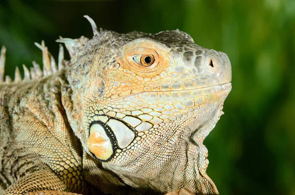 Igauna sitting in terrarium — Stock Photo, Image