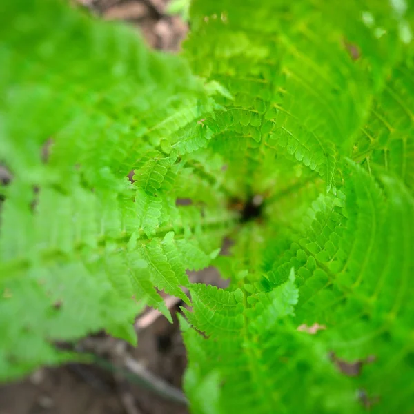 Nova samambaia sping close-up na floresta — Fotografia de Stock