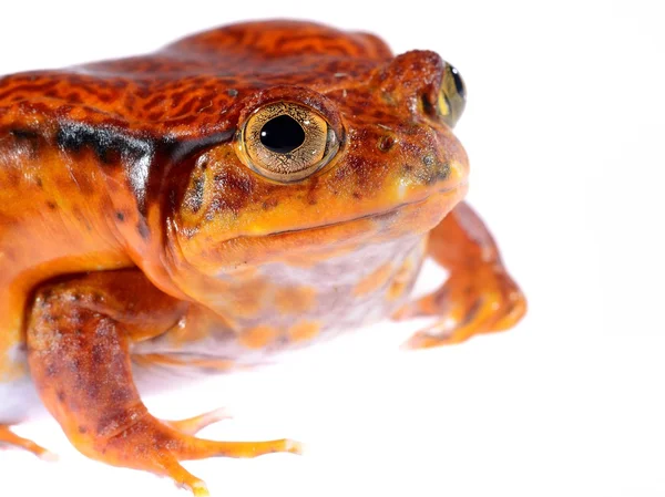 La fausse grenouille tomate Dyscophus quineti isolée sur blanc — Photo