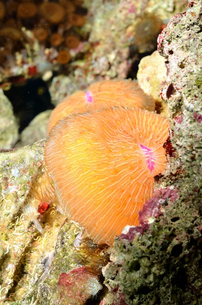 Deniz anemon deniz akvaryum — Stok fotoğraf