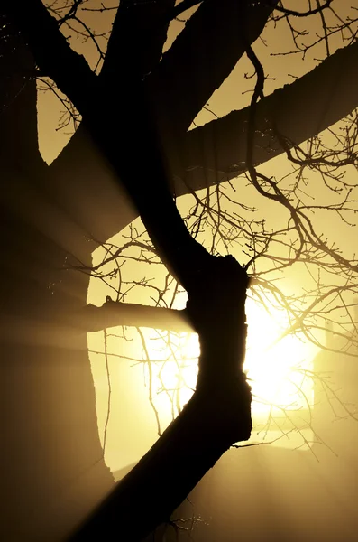 Close-up of a tree in the fog with sunbeams — Stock Photo, Image