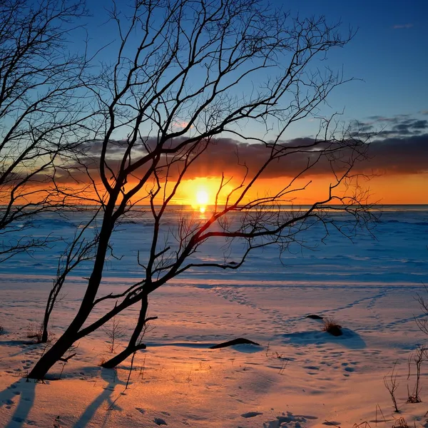 Baumsilhouette vor buntem Sonnenuntergang an der schneebedeckten Ostseeküste — Stockfoto