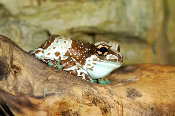 Färgglada brun groda sitter i terrarium — Stockfoto