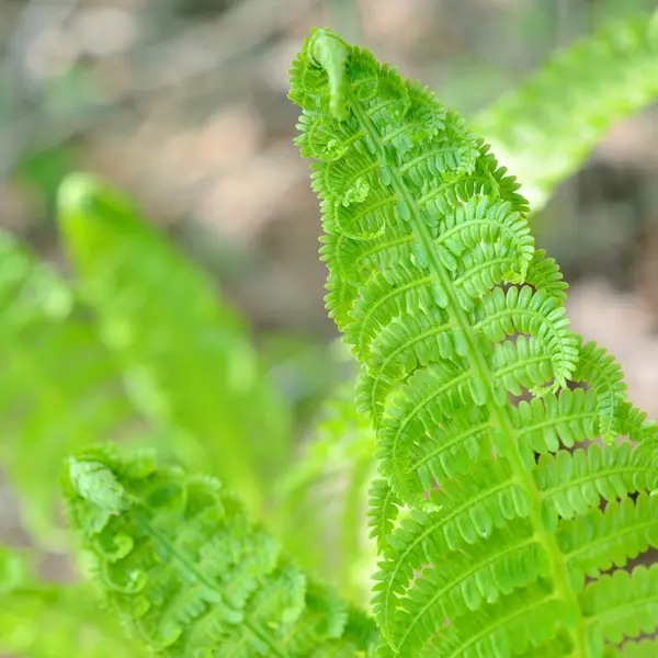 Nuovo sping felce primo piano nella foresta — Foto Stock