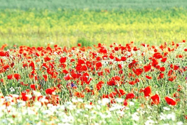 A poppy field in Latvia — Stock Photo, Image
