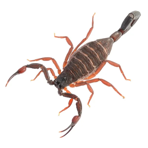 Scorpione Centruroides gracilis isolato su bianco — Foto Stock