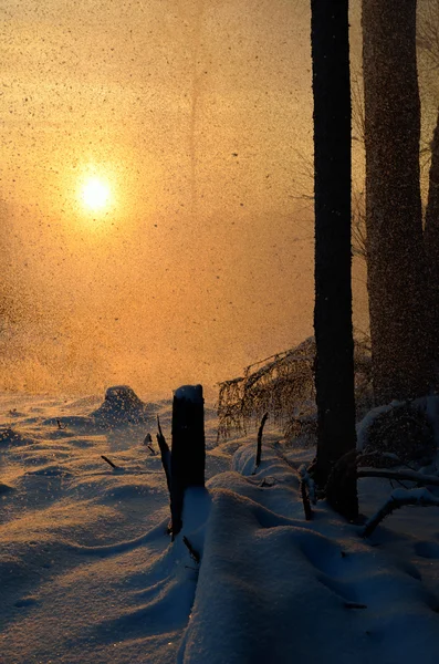 Caduta della neve nella foresta invernale al tramonto — Foto Stock