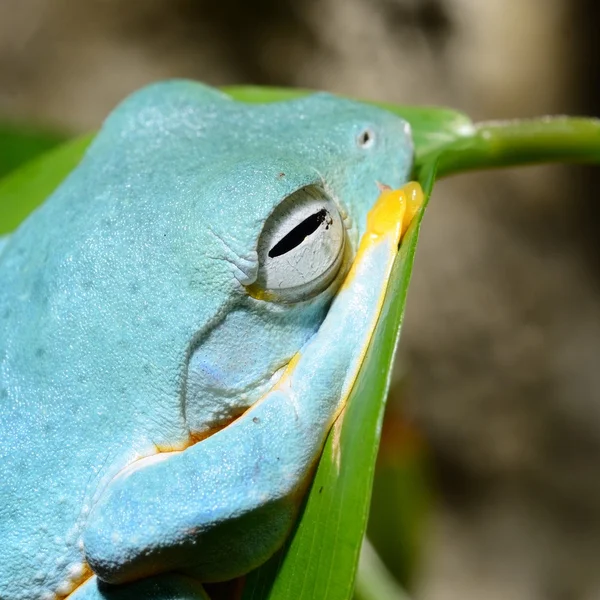 Colorful frog in terrarium — Stock Photo, Image