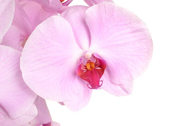 Pink orchid flower close-up isolated on white — Stock Photo, Image