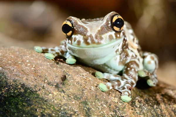 Colorful frog in terrarium — Stock Photo, Image