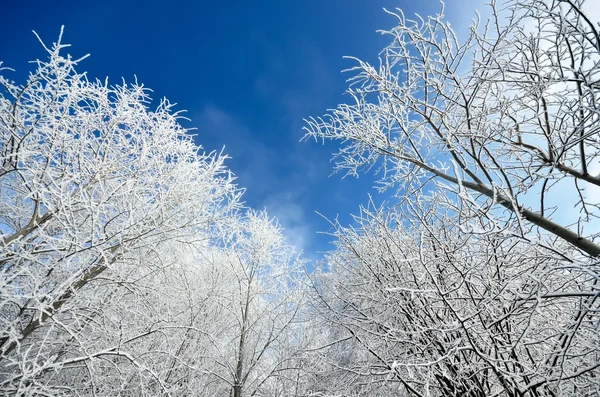 Raureif an Bäumen im Winter — Stockfoto