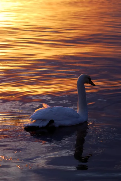 Cigno che nuota nel lago alla luce del tramonto — Foto Stock