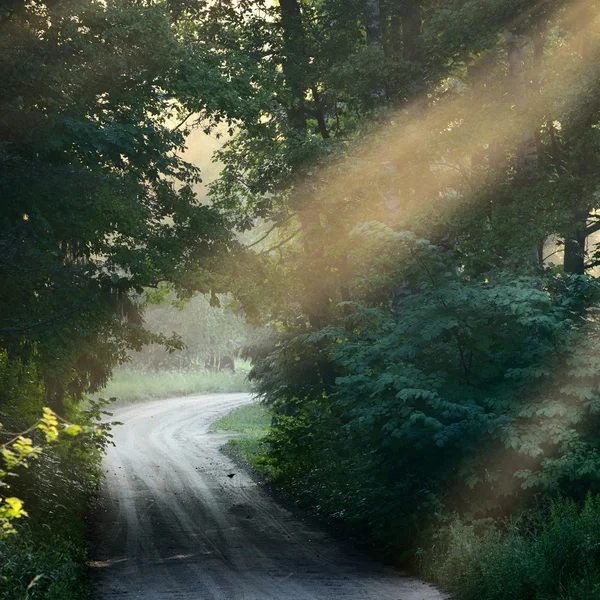 Strada e raggi di sole in una forte nebbia nella foresta — Foto Stock