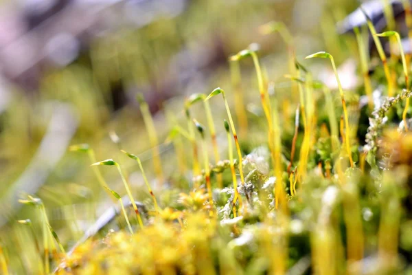 Крупный план разноцветного моха со спорами — стоковое фото