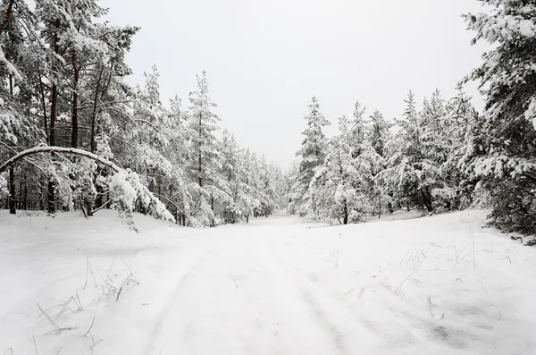 Winter scene: road and forest with hoar-frost on trees — Stock Photo, Image