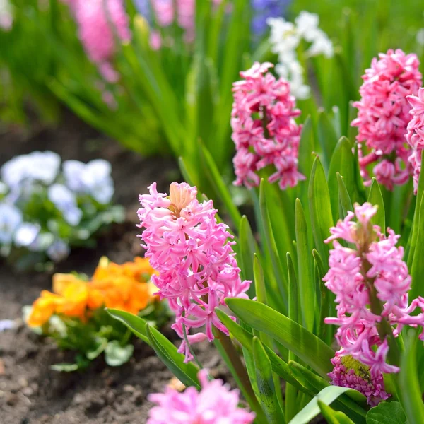 Hyazinthenblüten aus nächster Nähe im Garten — Stockfoto