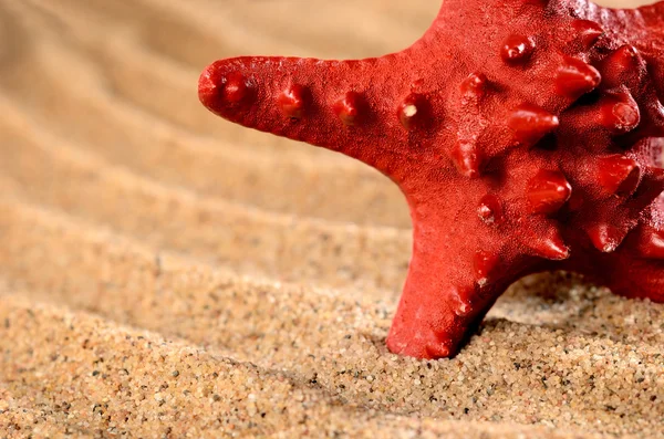 Sea star on the sandy beach — Stock Photo, Image