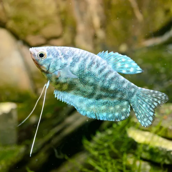 Tropische vissen trichogaster in aquarium — Stockfoto
