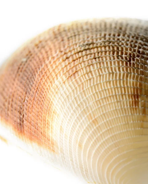 Sea shell close-up — Stockfoto