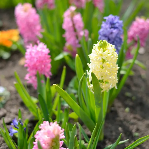 Flores de jacinto primer plano en el jardín —  Fotos de Stock