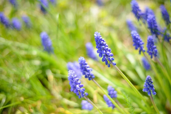 Blaue Blüten aus nächster Nähe im Frühling — Stockfoto