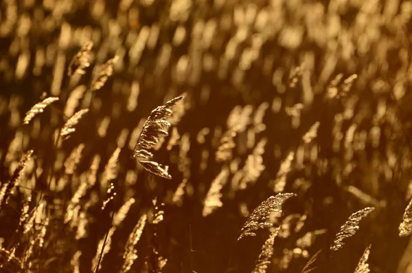 Phragmites plant at the sunrise — Stock Photo, Image