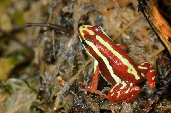 Red frog in terrarium — Stock Photo, Image