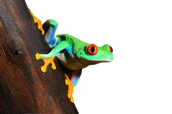 Czerwony-podejrzliwie śledzić żaba chwytnica kolorowa w terrarium — Zdjęcie stockowe