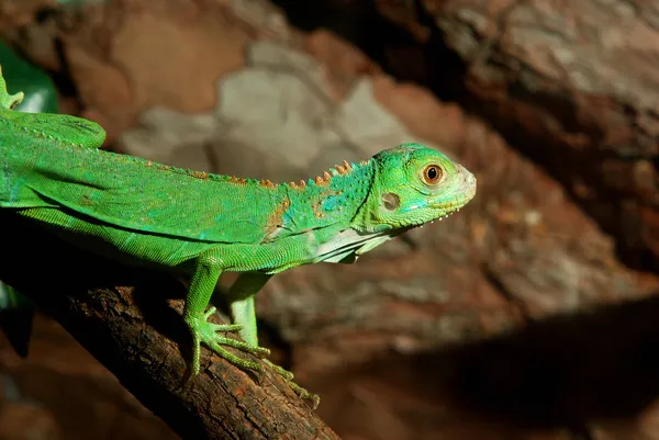 Green tropical lizard in terrarium — Stock Photo, Image