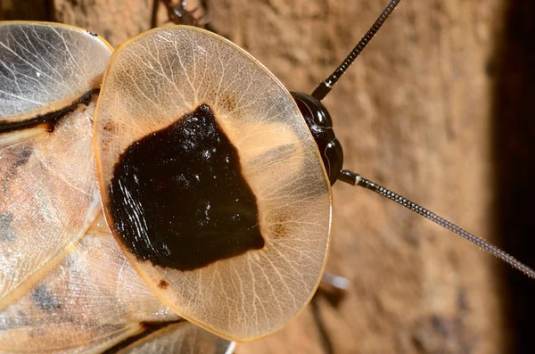 Cucaracha gigante Blaberus giganteus en terrario —  Fotos de Stock