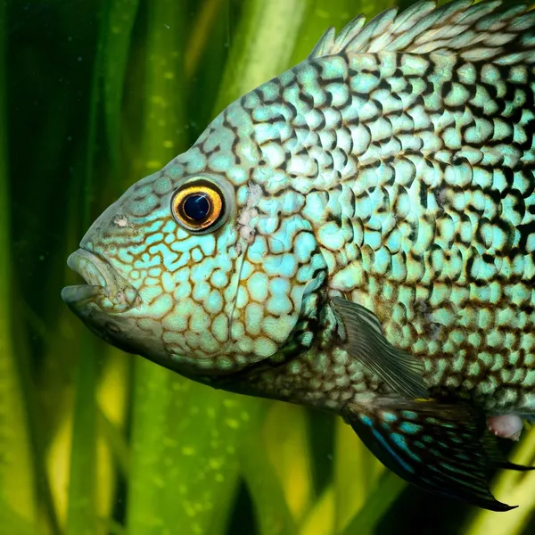 Tropical fish in aquarium — Stock Photo, Image