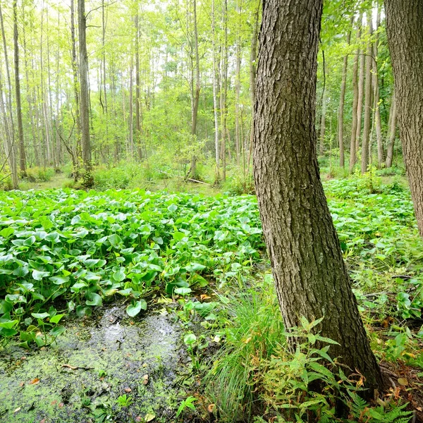 Forest swamp landscape view — Stock Photo, Image
