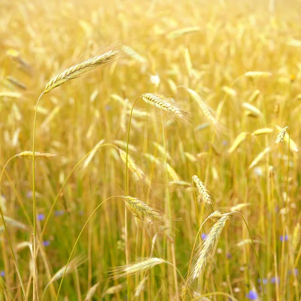 Προβολή της γεωργίας. close-up πεδίο σιτάρι — Φωτογραφία Αρχείου