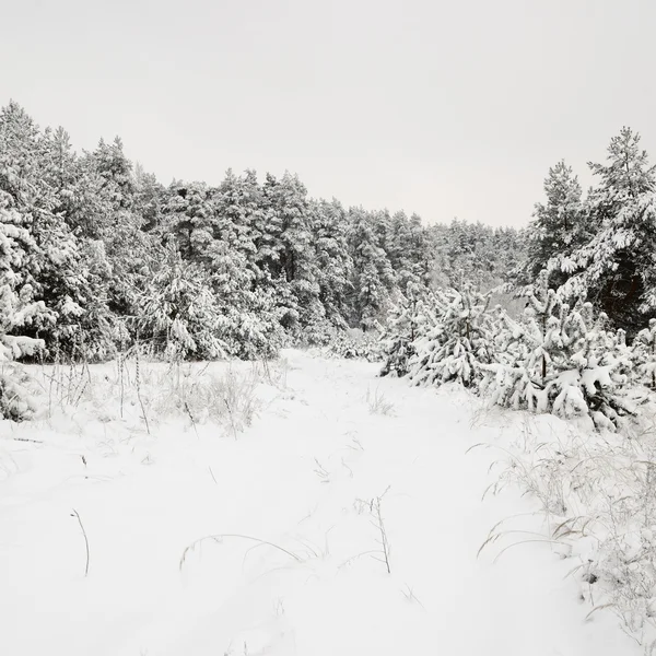 Escena de invierno con escarcha en los árboles — Foto de Stock
