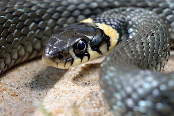 Cobra de grama close-up — Fotografia de Stock