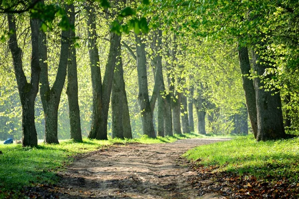 Road in the morning forest — Stock Photo, Image