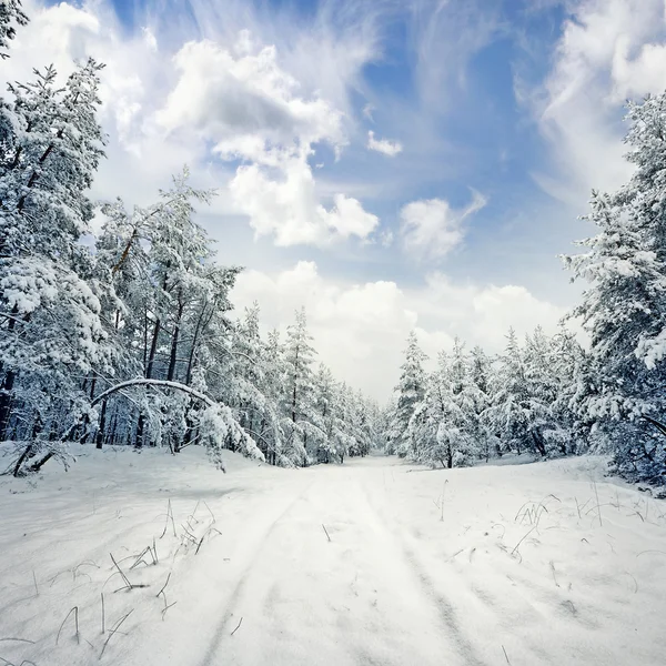 Scena invernale: strada e bosco con brina sugli alberi — Foto Stock